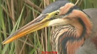 Purple heron call [upl. by Hsot]