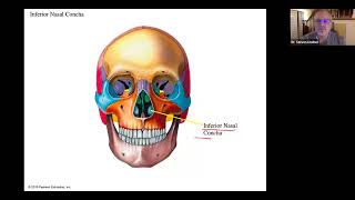 Osteology Facial bones Mandible Inner Ear Ossicles hyoid [upl. by Ahsikan301]