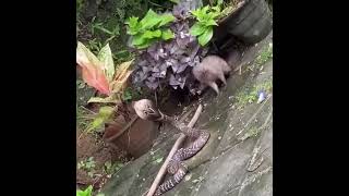 mongoose vs cobra real fight in the backyard [upl. by Anyahs199]