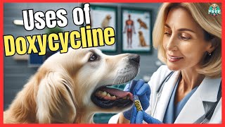 🐶 USES OF DOXYCYCLINE HYCLATE FOR DOGS 🐶 [upl. by Nachison779]