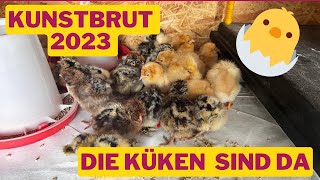 Küken 2023 Kunstbrut mit Bruja 3000 chicken hühner hühnerzucht [upl. by Curcio]