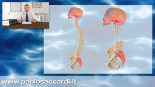 Osteopatia  Il sistema cranio sacrale 37 [upl. by Ledeen]