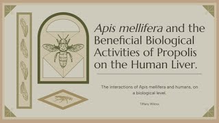 Apis mellifera and the Beneficial Biological Activities of Propolis on the Human Liver [upl. by Alasdair501]