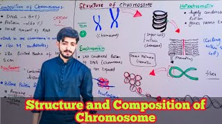 Composition and Structure of Chromosome in Microscope  Biology 12th • Chapter 20 [upl. by Bashemeth]