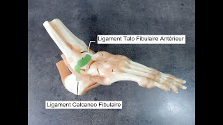 Test Ligaments latéraux cheville [upl. by Amerd]