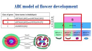 ABC model for flower developmentArabidopsis thaliana [upl. by Halbert]