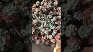 Sedum Dasyphyllum succulent plants garden shots cactus [upl. by Nnyw36]