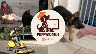 Online puppycursus week 2  Vuurwerktraining  puppy bijten [upl. by Fianna]