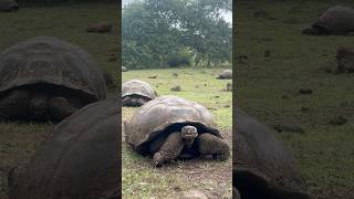 tortuga turtle turtles animalvideos wildanimals wildlife farm galapagos ecuador [upl. by Attelra739]