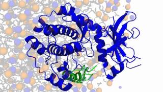 Phospholamban  protein kinase A interactions [upl. by Larimer]