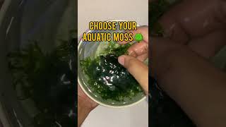 How to Prepare Aquatic Moss for Shrimps and Fish [upl. by Yorle669]