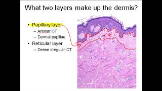 Dermis [upl. by Geno]