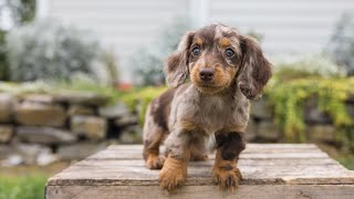 Mini Dachshund Puppies [upl. by Eisnil446]