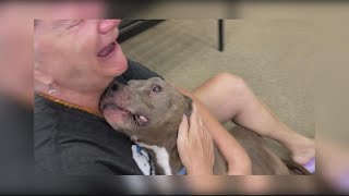 Owner reunited with lost dog after years apart  Get Uplifted [upl. by Ikram]