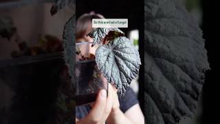 Watch full video here ⬆️ begonia repotting plantcare plants houseplants indoorplants [upl. by Airdna]