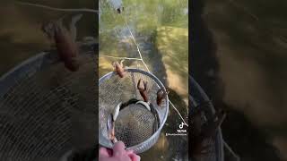 Crawdaddy crawdads fishing fishingvideo fish lobster fishinglife outdoors riverfishing fyp [upl. by Oloap]