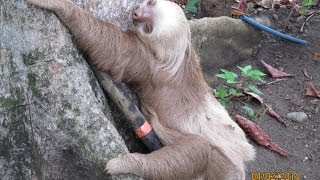 A sloth climbing a tall tree in Costa Rica [upl. by Novehs]