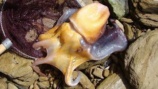 Facts The Blanket Octopus [upl. by Ricardama699]