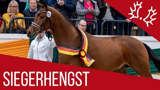 Trakehner Siegerhengst  Kattenau Honoré du Soir x Perechlest  2018 [upl. by Rebliw]