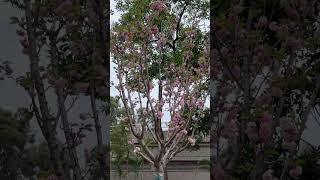 Cherry Blossoms in Tin Shui Wai Park Hong Kong  March 2024 [upl. by Darwin]