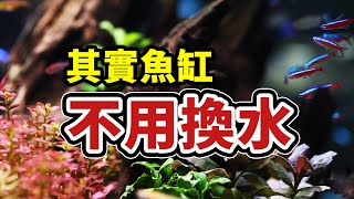 超簡單，低成本，2個月不用換水的魚缸 [upl. by Nam]