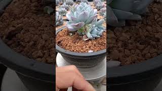 3000 Succulent Leaf Cuttings Tips succulent plants succulentgardens [upl. by Revilo]