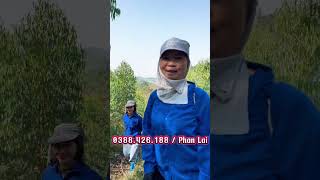 Khi người thành phố trải nghiệm đi rừng hái thảo dược dirung thaoduoc balaithaoduocdantoc [upl. by Bruis367]