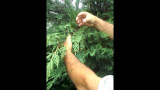 Trimming leyland cypress [upl. by Ljoka]