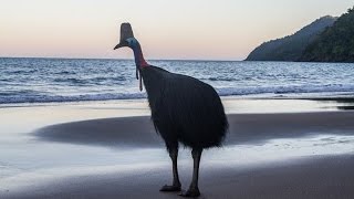 Southern Cassowaries Casuarius casuarius at Etty Bay Queensland Australia [upl. by Nelag]