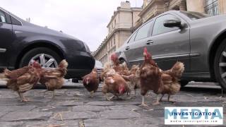 Le BEST OF du lâcher de poule à lassemblée nationale [upl. by Annayr33]