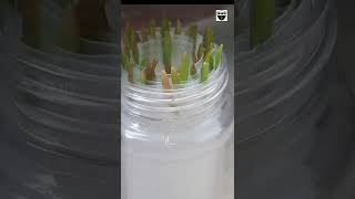 How to grow portulaca plants in single leaf in water  DIY [upl. by Helve]