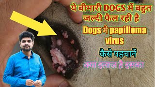 papilloma virus in dogs its diagnosis and treatment [upl. by Heyes]