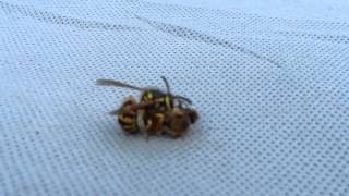 Wasp cuts bee in half [upl. by Kelila]