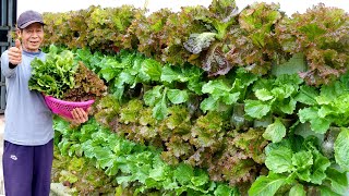 Amazing vertical garden growing vegetables on the wall to provide for the family [upl. by Anjanette220]