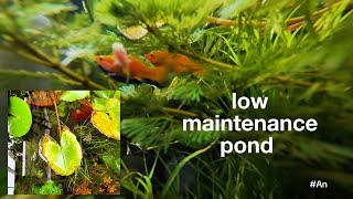 Easy aquarium idea LowMaintenance Outdoor Fish Pond NO FILTER NO HEATER NO PUMP 🌱🐟 [upl. by Otes]