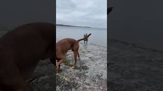 On a rock at Killbear Provincial Park with my dogs 🐕 views [upl. by Jaco]