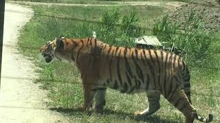 Safari Park Ravenna Italy [upl. by Cawley]