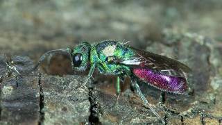 Goldwespe Chrysis sp [upl. by Eiduam]