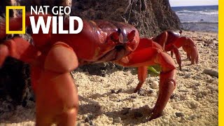 Millions of Red Crabs Swarm Christmas Island Every Year  Nat Geo Wild [upl. by Sussi]