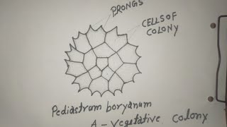 pediastrum boryanum diagram how to draw [upl. by Ardnuahs905]