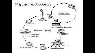 Dictyostelium Introduction [upl. by Sirc739]