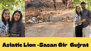 Asiatic Lion Sasan Gir Gujrat  SHREE RAJYASH HOLIDAYS [upl. by Assital506]