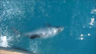 Hectors Dolphins in Akaroa NZ May 2017 [upl. by Seton637]