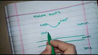 NAD regeneration  malateaspartate shuttle glycerol 3phosphate shuttle fermentation etc [upl. by Lleznol]