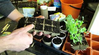 Seed Starting Peas in Peat Cells Peat Pots amp Cups Get a 23 Week Jump TRG 2015 [upl. by Chad]