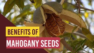 Benefits of Mahogany Seeds  Sky Fruits के अनेक फायदे जान के उड़ जायेगे होश  Mahogany Farm in India [upl. by Hamitaf]