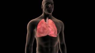 Lung Cancer Prevention [upl. by Harve524]