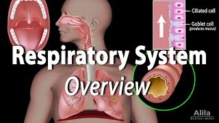 Overview of the Respiratory System Animation [upl. by Adnirod785]