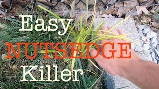 How to get rid of Nutsedge in the lawn [upl. by Geoffrey609]