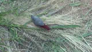 Lavender Waxbill  Estrilda caerulescens [upl. by Si]